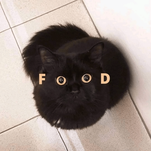 food cat